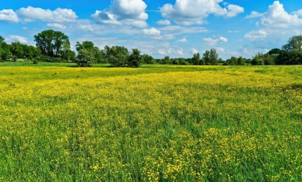 Terrain constructible à vendre à Saint-Maugan