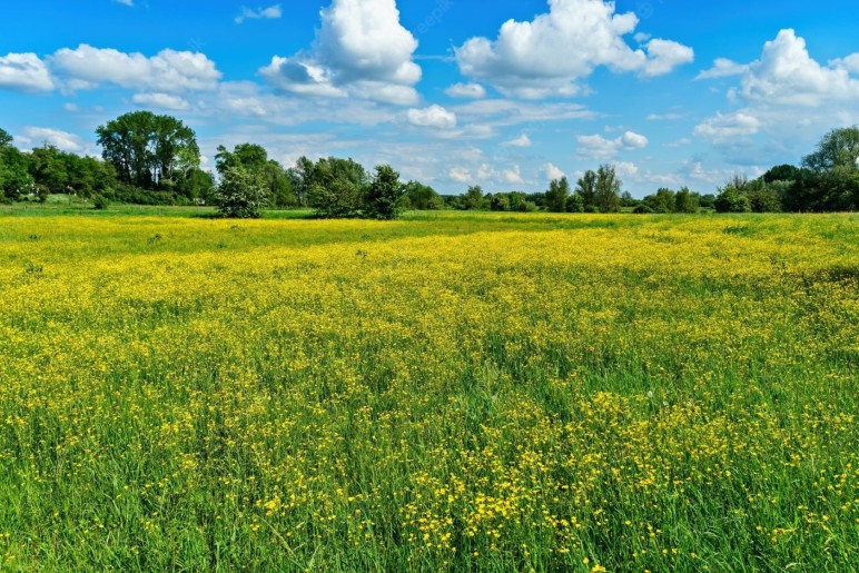 Terrain constructible à vendre à La Bouëxière