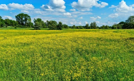 Terrain constructible à vendre à La Bouëxière